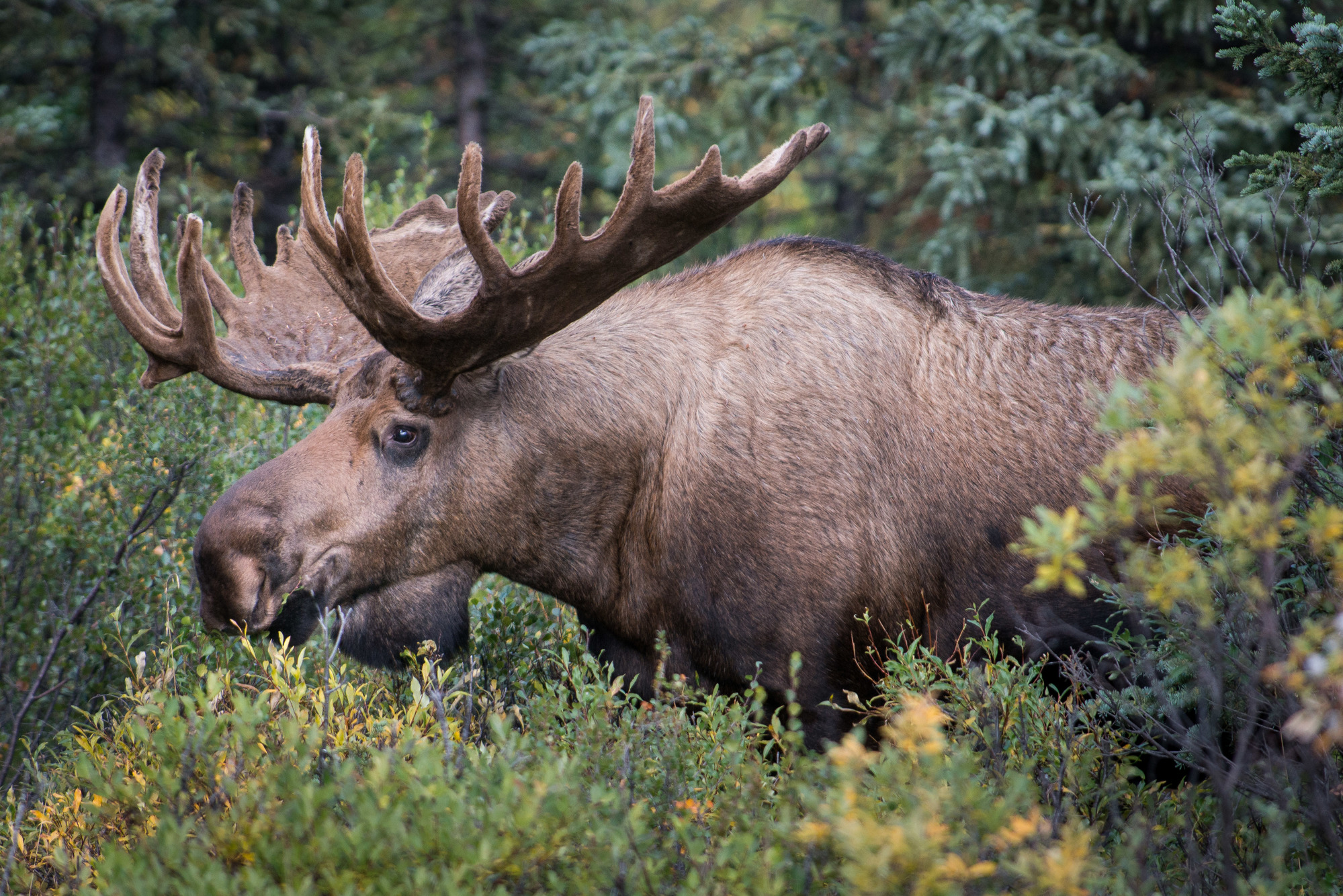 Bull moose in Alaska